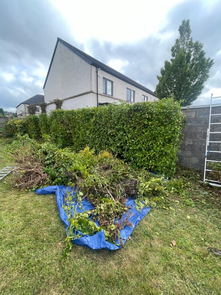XW tree and hedge trimming work in Dublin with cut branches gathered on a tarp