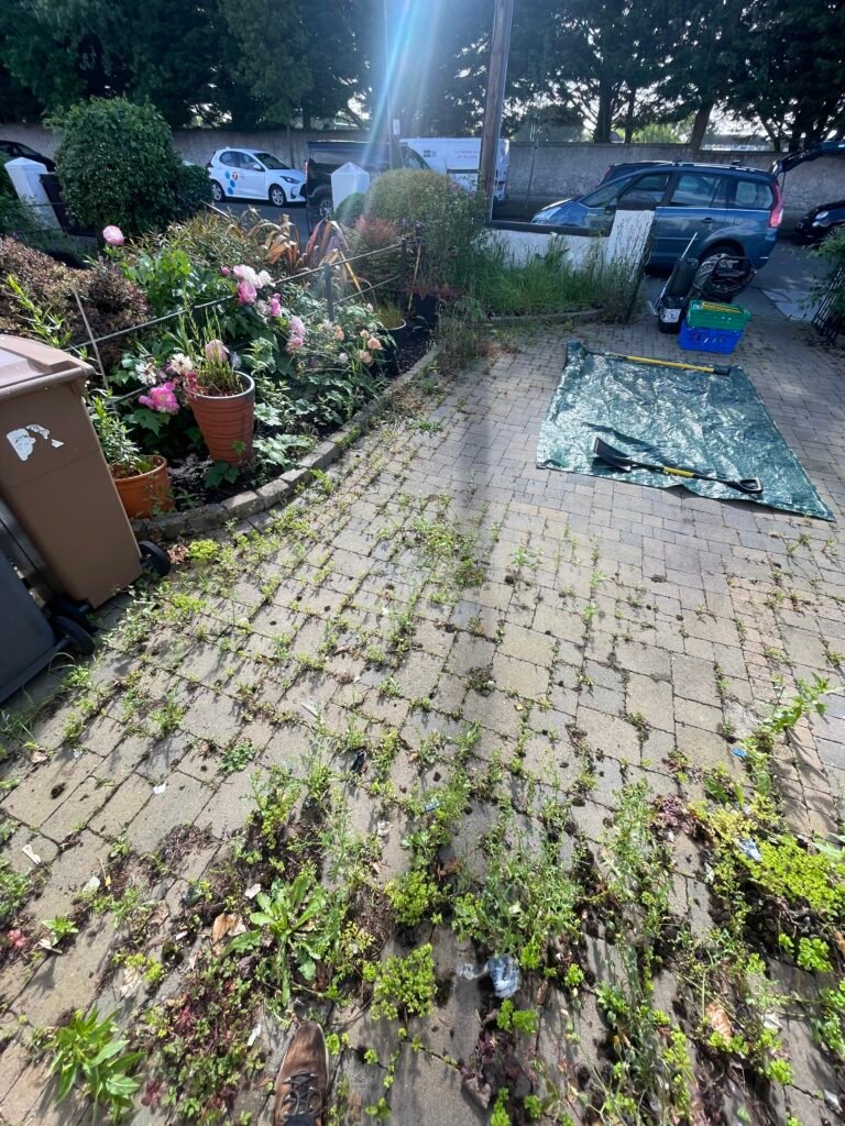 Weeds between block paving and an overgrown driveway border before work