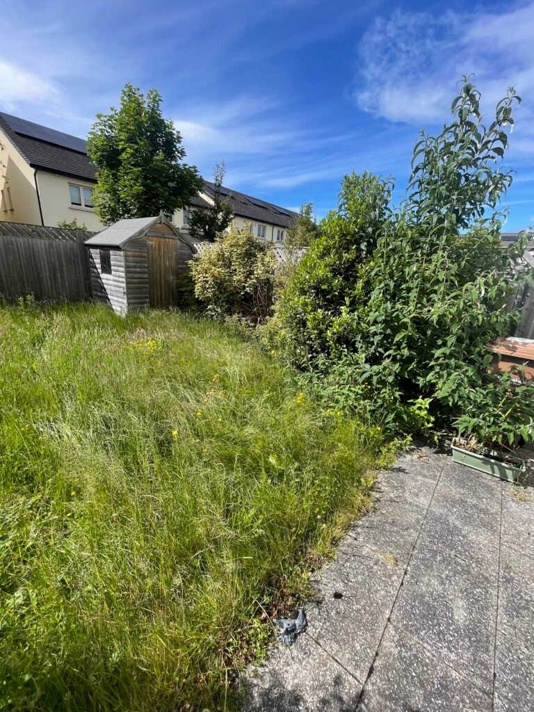 Overgrown back garden before lawn cutting and shrub trimming