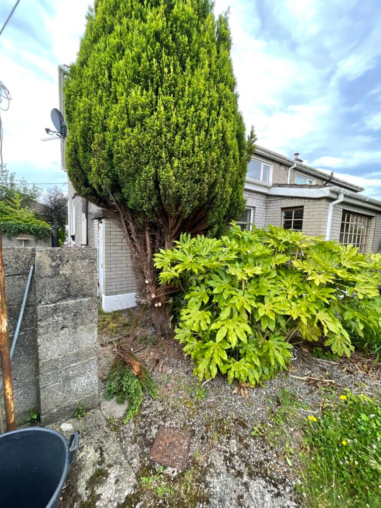 Before: mature conifer standing close to a house before tree removal in Dublin