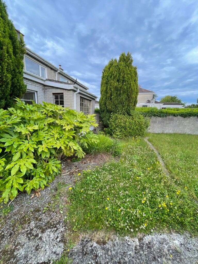 Before: large conifer growing close to a rear garden boundary in Dublin